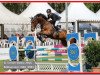 jumper Quitefire (Oldenburg show jumper, 2009, from Quintender 2)