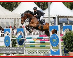 jumper Quitefire (Oldenburg show jumper, 2009, from Quintender 2)