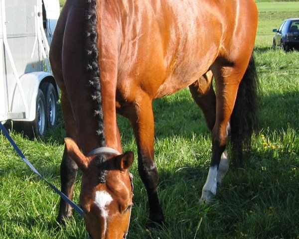 dressage horse Royal Lady 25 (Holsteiner, 2001, from Lorentin I)