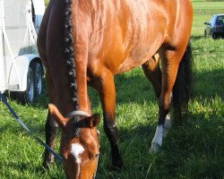 dressage horse Royal Lady 25 (Holsteiner, 2001, from Lorentin I)