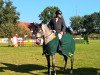 broodmare Chimaira (Oldenburg show jumper, 2012, from Cellestial)