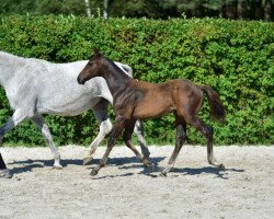 Springpferd Cretino Z (Zangersheide Reitpferd, 2015, von Canturo)