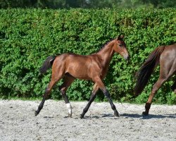 Springpferd Ka Boom vh Ven Z (Zangersheide Reitpferd, 2015, von Kannan)