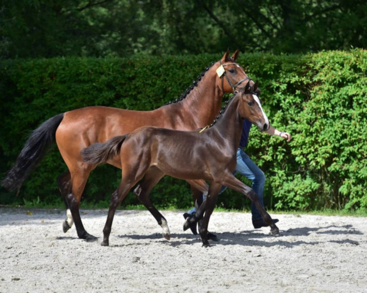 broodmare Cismet Z (Holsteiner, 2008, from Canturo)
