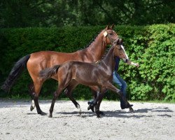 jumper Call Me Cornet Z (Zangersheide riding horse, 2015, from Cornet Obolensky)