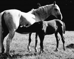 broodmare Monra (Mecklenburg, 1985, from Montano 2706)