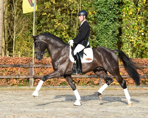 stallion Jack Jones (Oldenburg, 2012, from Glock's Johnson Tn)