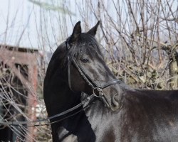 dressage horse Rumo 2 (Bavarian, 2006, from Rubicell)