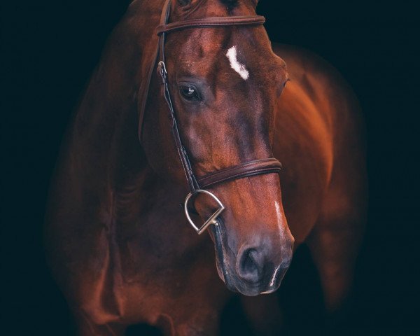 stallion Conteros (Hanoverian, 1996, from Contender)