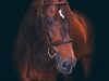 stallion Conteros (Hanoverian, 1996, from Contender)
