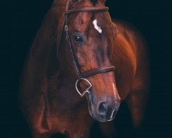 stallion Conteros (Hanoverian, 1996, from Contender)