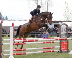 jumper Calle 51 (Oldenburg show jumper, 2008, from Carry Gold)