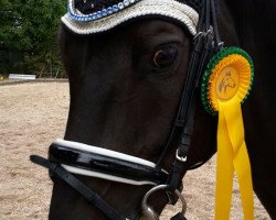 dressage horse Coeur de la mer 5 (KWPN (Royal Dutch Sporthorse), 2007, from Veneur)