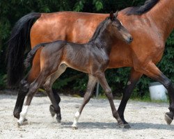 jumper Kir Royal Z (Zangersheide riding horse, 2016, from Kannan)