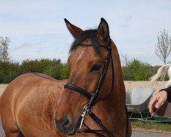 Dressurpferd Be Happy K (Deutsches Reitpony, 2003, von FS Don't Worry)