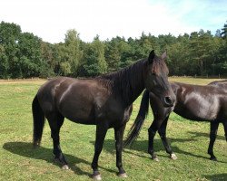 dressage horse Dante (Hanoverian, 2010, from Don Frederico)