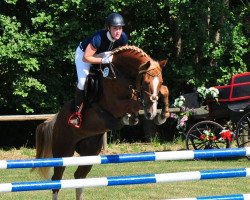 jumper Criminal Tango (Hanoverian, 2009, from Carrico)