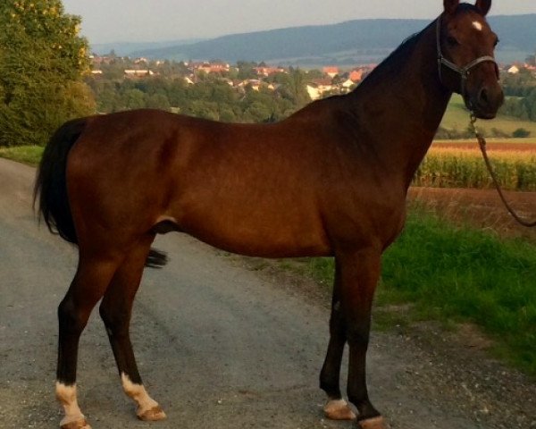 Pferd Lavigo F (Rheinländer, 1992, von Lancer II)