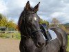 dressage horse Rascalina 9 (Hanoverian, 2007, from Rascalino)