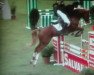 stallion Manchester (German Riding Pony, 2005, from Mentos Charmeur)