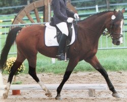 Zuchtstute Sunny (Welsh Partbred,  , von Winner W)