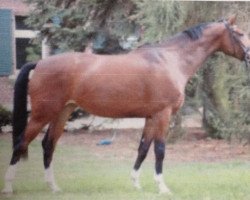 broodmare Sister (Westphalian, 2009, from Watermill Scandic)