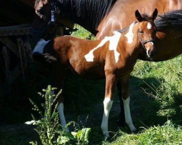 Dressurpferd Bl's Nikita (Anglo Europäisches Sportpferd, 2016, von Spezial Color R)