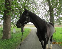 broodmare Gabi II (Holsteiner, 1992, from Liostro)