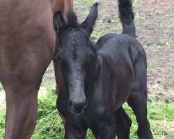 Dressurpferd Dream of Desperados (Oldenburger, 2016, von Blue Hors Dreamline)