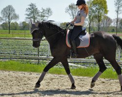 dressage horse Räuber Hotzenplotz 7 (Westphalian, 2008, from Rubitano)