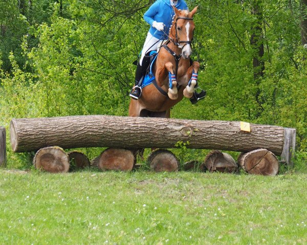 dressage horse Cindy 887 (German Riding Pony, 2006)