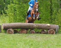 Dressurpferd Cindy 887 (Deutsches Reitpony, 2006)