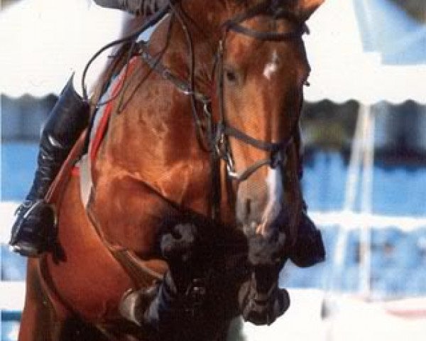 Zuchtstute Guldenboom Winona van Pamel (Belgisches Warmblut, 1999, von Darco)