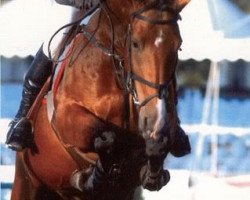 broodmare Guldenboom Winona van Pamel (Belgian Warmblood, 1999, from Darco)