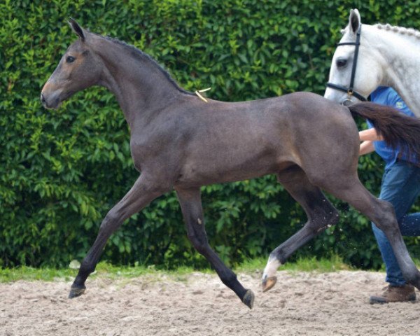 jumper Culine Z (Zangersheide riding horse, 2016, from Comilfo Plus Z)