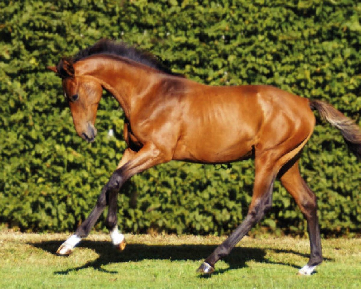 broodmare Cinq Bel Nuances Z (Zangersheide riding horse, 2016, from Con Air)