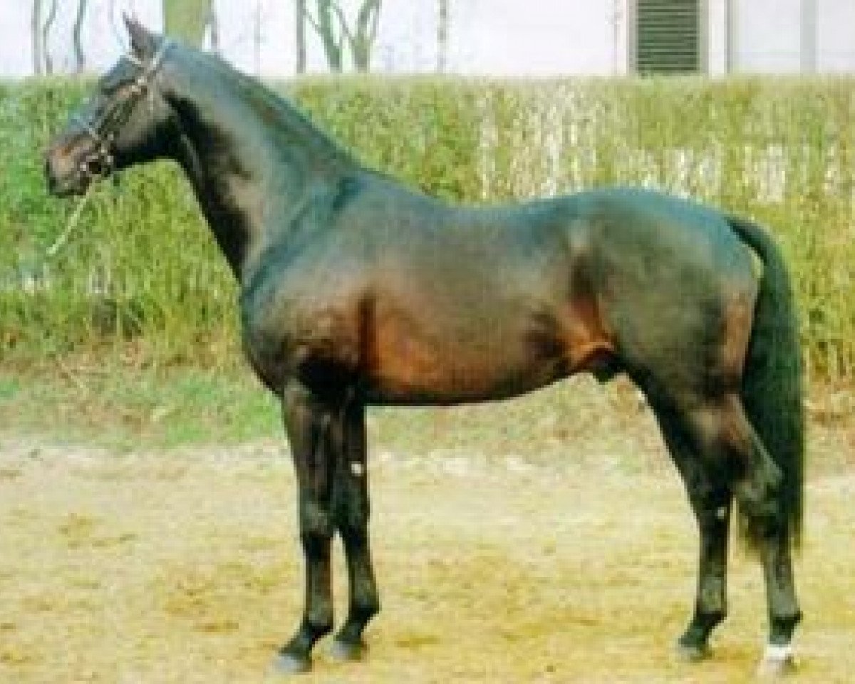 Deckhengst Sir Lui (Oldenburger, 1993, von Silvio I)