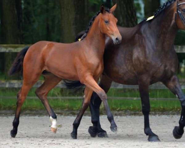 jumper Levistina C&T Z (Zangersheide riding horse, 2016, from Levisto Z)