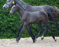 jumper Conchitta Z (Zangersheide riding horse, 2016, from Cornado II)