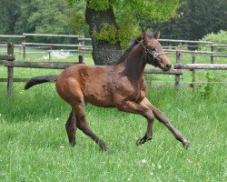 Springpferd Irma Pince (Holsteiner, 2016, von Diamant de Semilly)