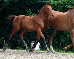 jumper Air Love Bull's Eye Z (Zangersheide riding horse, 2016, from Air Jordan Z)