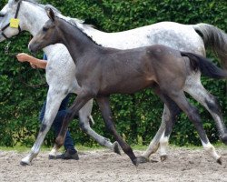 jumper Ciproska de La Falize Z (Zangersheide riding horse, 2016, from Cornado II)