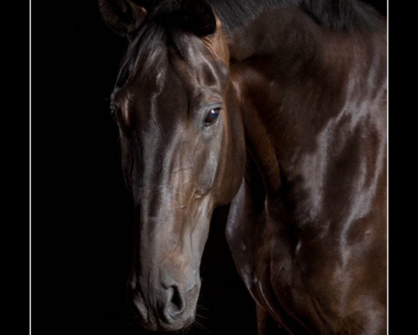 dressage horse Wellington 288 (Hanoverian, 2004, from Warkant)