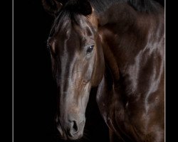 dressage horse Wellington 288 (Hanoverian, 2004, from Warkant)