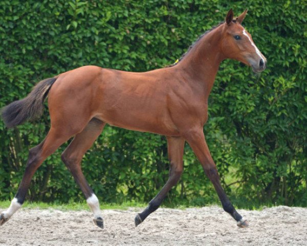 Zuchtstute Assence (Zangersheide Reitpferd, 2016, von Aganix du Seigneur)