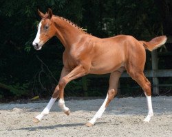 jumper Quicky Time (Zangersheide riding horse, 2016, from Quickly de Kreisker)