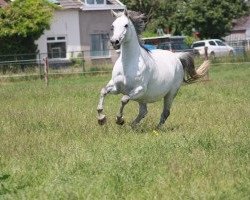 Zuchtstute Country Kid B Z (Zangersheide Reitpferd, 2004, von Chellano Z)