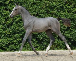 Springpferd Diamond Kid B Z (Zangersheide Reitpferd, 2016, von Dominator 2000 Z)