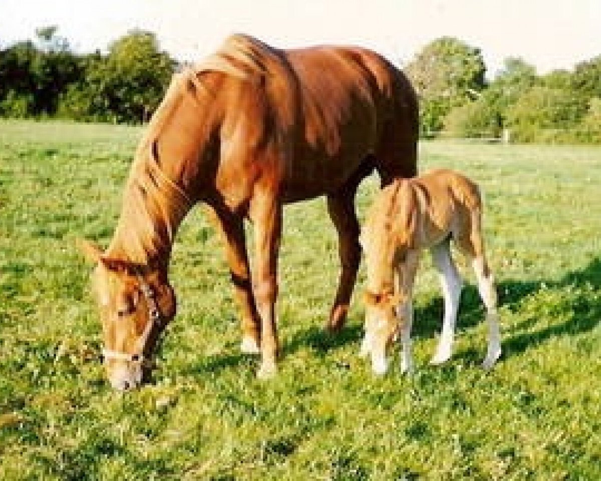 broodmare Hunebelle A (Selle Français, 1973, from Uriel)