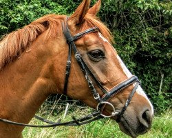 jumper Fee 987 (Hungarian Warmblood, 2008, from 3203 Déva Gidran-13 (Riadó))